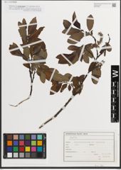 Foto von Salix L.